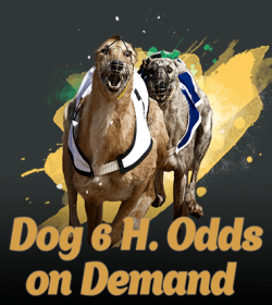 Dog 6 H. Odds On Demand