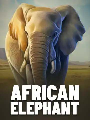 African Elephant